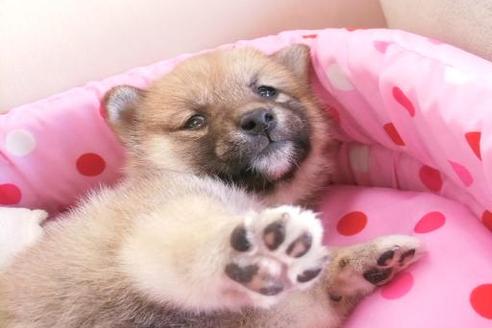 成約済の大阪府の柴犬-2175の2枚目